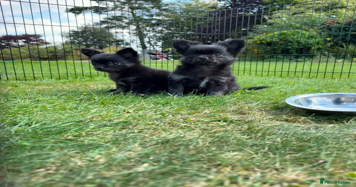 small-size-pets-animals-for-sale-pets4homes
