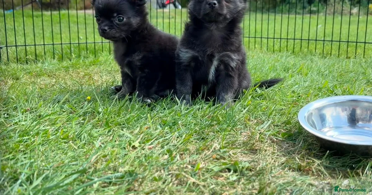 Small Size Pets Animals For Sale Pets4Homes small-size-pets-animals-for-sale-pets4homes
