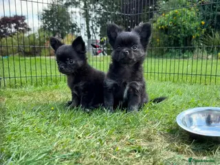 Chihuahua dogs REDUCED !!!! 2 TINY LONGHAIRED CHIHUAHUA PUPPIES - Advert 5