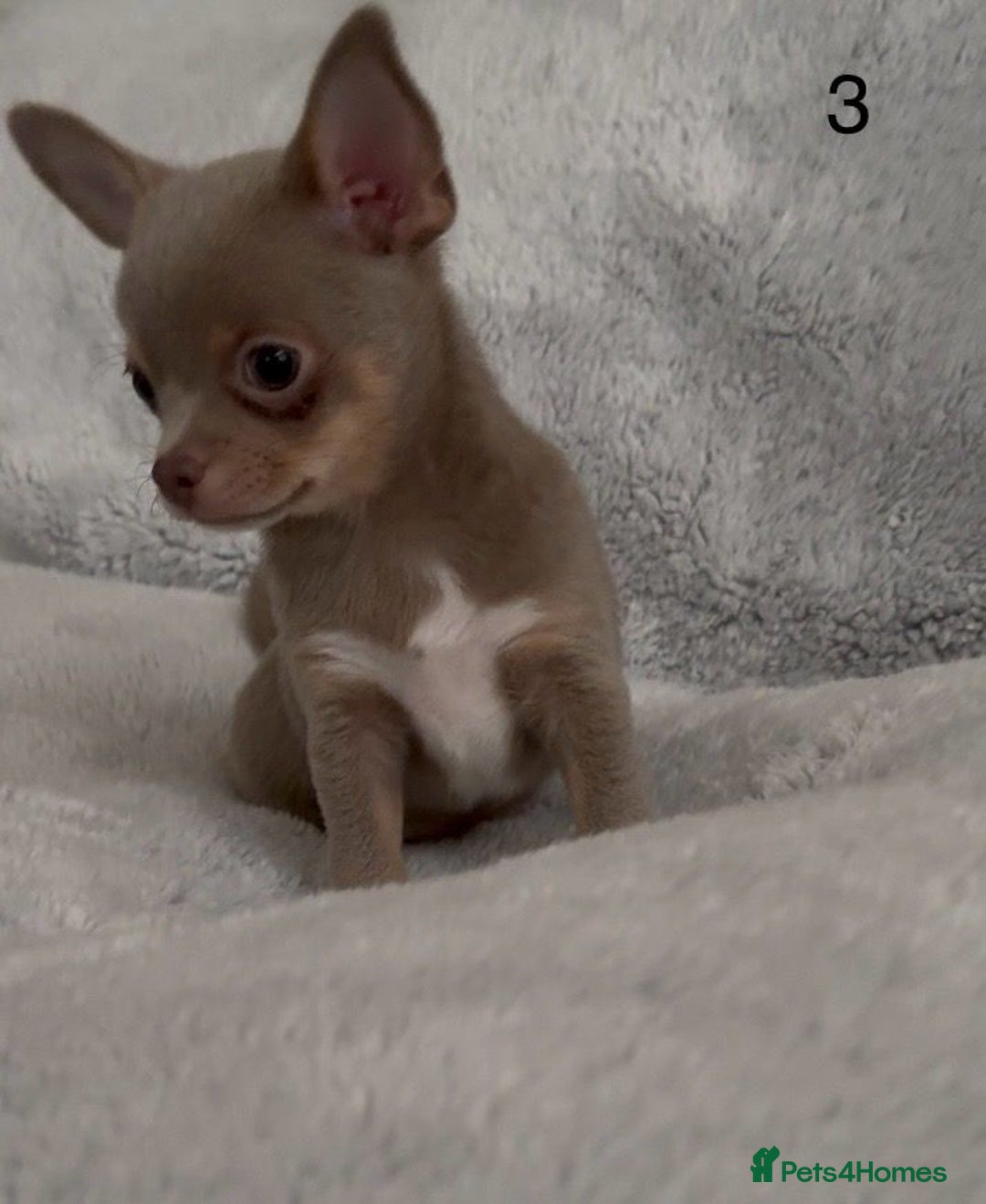Chihuahua dogs for sale: Beautiful chihuahua pups - Image 7