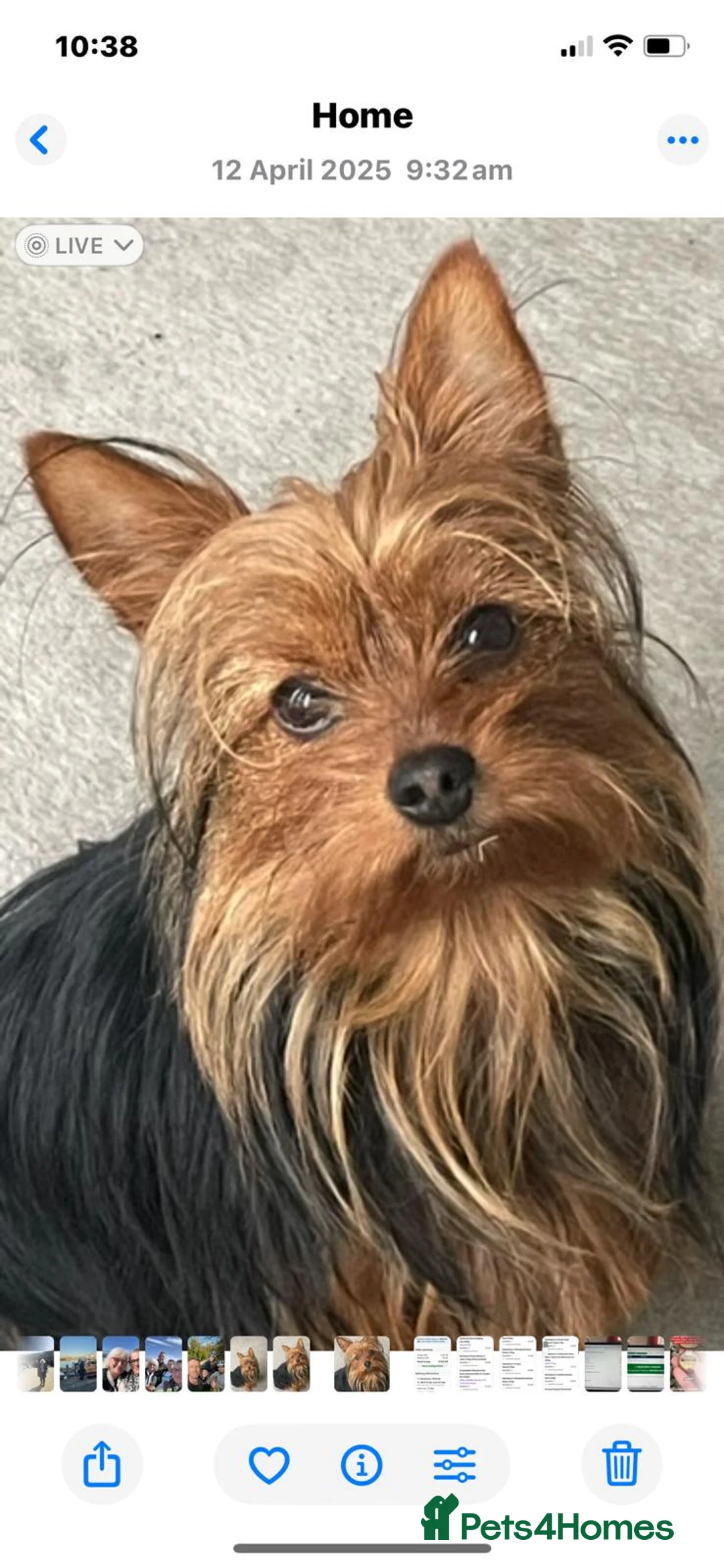 Yorkshire Terrier dogs for sale: Adorable Female Yorkshire Terrier Pups - Advert 1