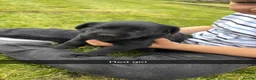 Labrador Retriever dogs for sale: KC Registered Black Labradors - Advert 11