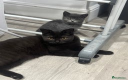 British Shorthair cats for sale: Sphynx boy and British shorthair girl  - Image 10