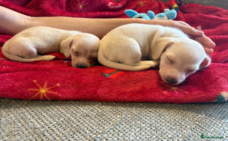 Miniature Dachshund dogs - Advert 2