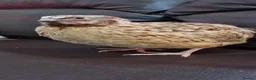 Quail poultry for sale: 🐦 MALE JUMBO COTURNIX QUAIL FOR SALE 🐦 - Advert 5