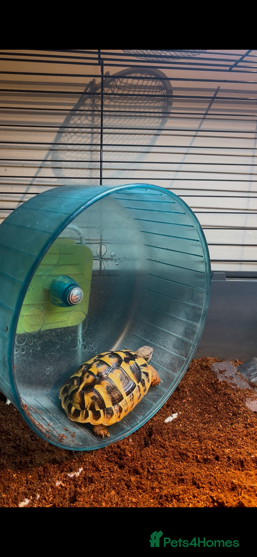 Hermann Tortoise reptiles for sale: Hermann Tortoise for sale - Image 3