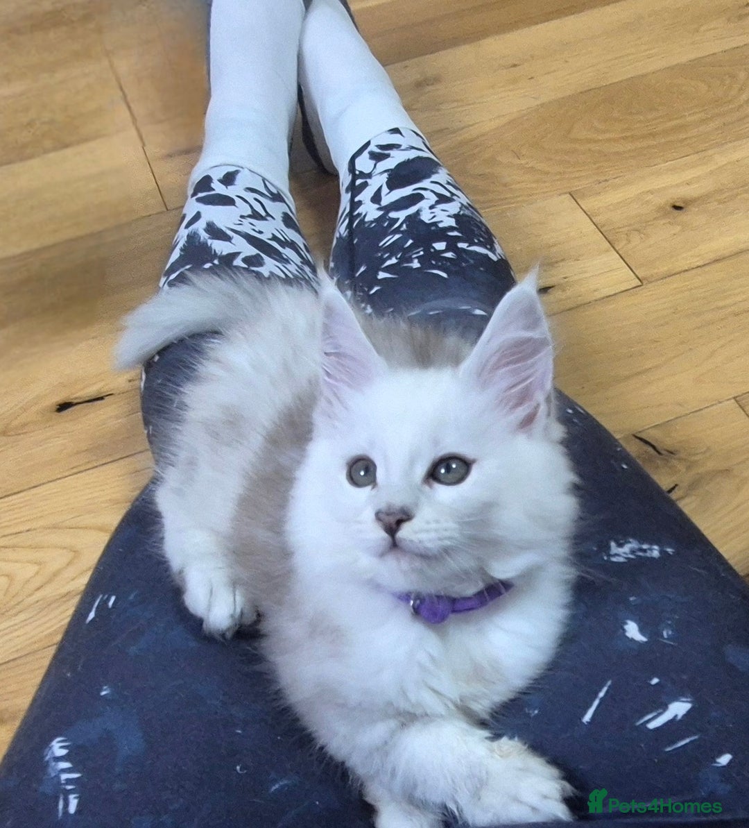 Maine Coon cats for sale: GCCF Pedigree Maine Coon Shaded Kittens - Advert 2