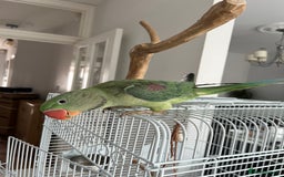 Parrots birds for sale: Green ring neck parrot 🦜  - Image 1