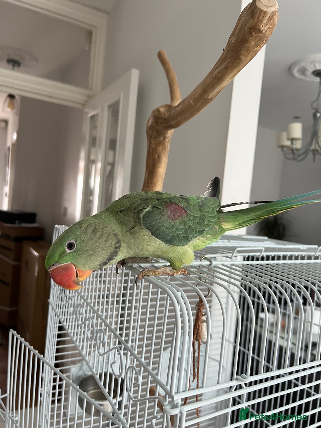Parrots birds for sale: Green ring neck parrot 🦜  - Image 1