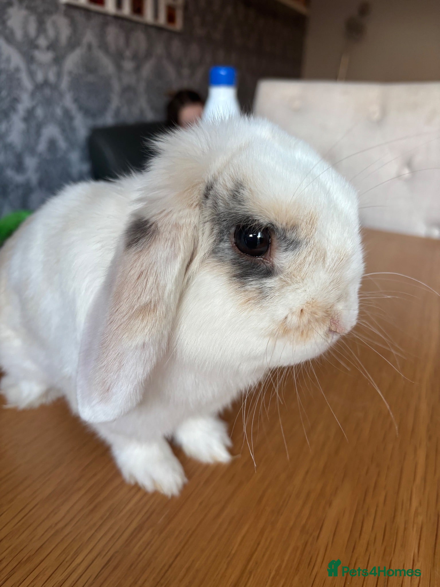 Mini Lop rabbits Beautiful mini-lop rabbit for sale - Advert 2