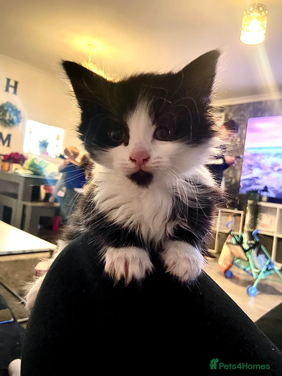Mixed Breed cats for sale: Short and long haired kittens  in Loughborough - Advert 1