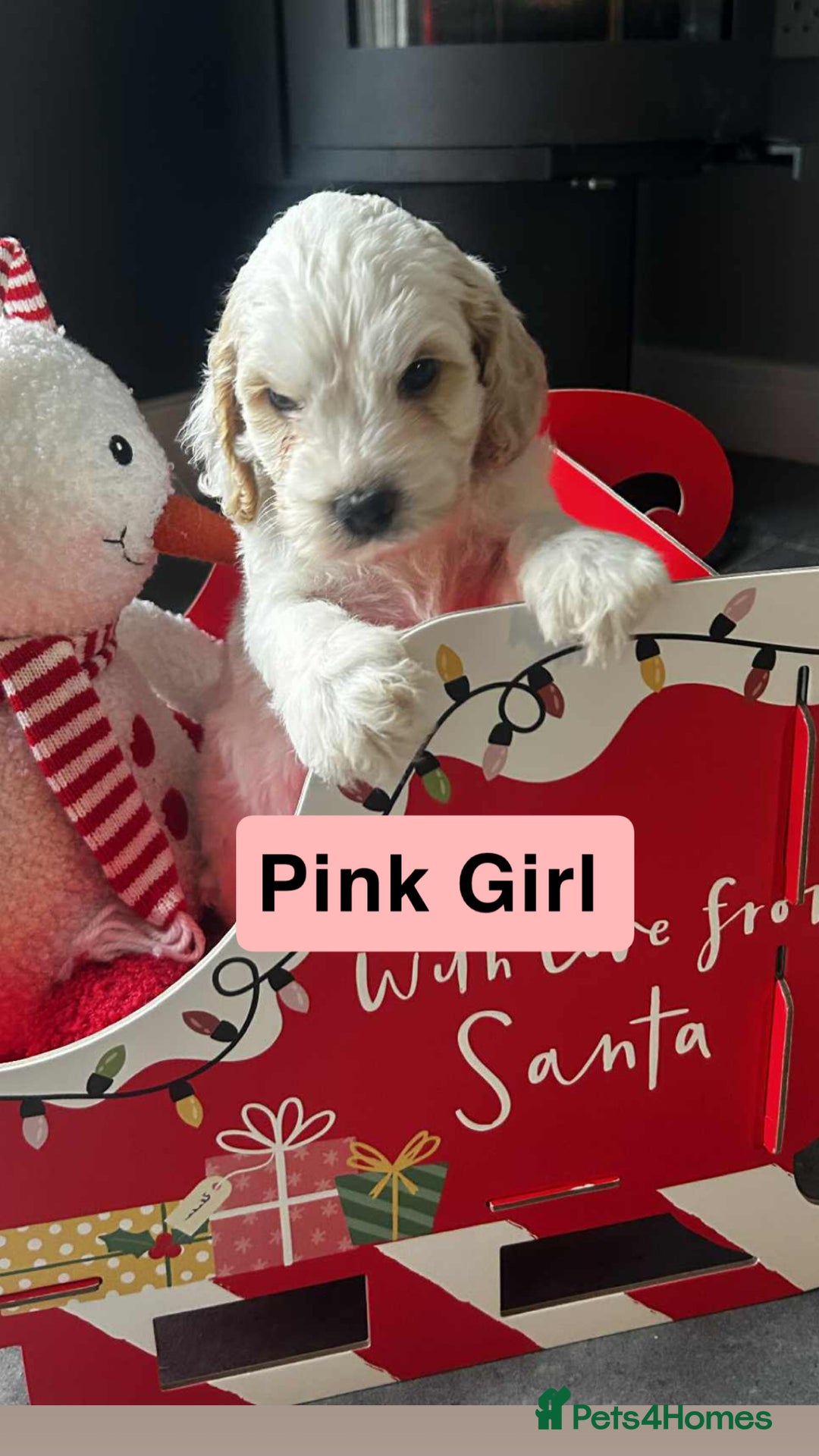 Cockapoo dogs for sale: F2 Cockapoo pups - Advert 17