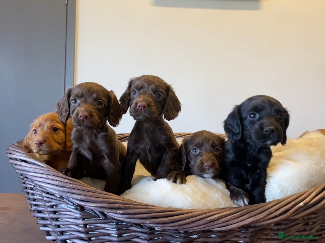 Cocker Spaniel dogs for sale: Carefully bred Kc FTW sired cocker spaniel pups,  - Image 15