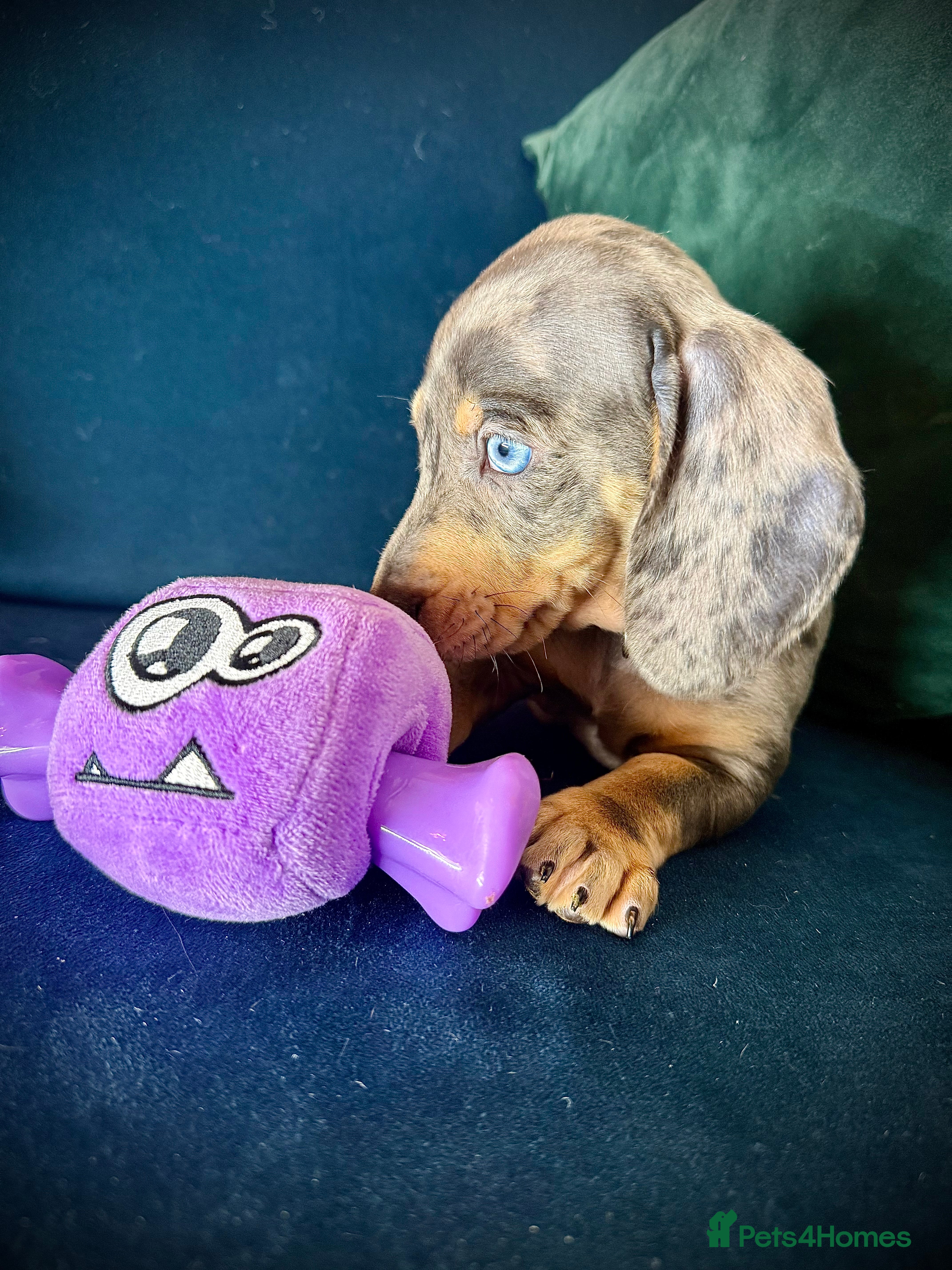 Miniature Dachshund dogs KC registered miniature Dachshund puppies  - Advert 10