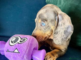 Miniature Dachshund dogs KC registered miniature Dachshund puppies - Advert 2