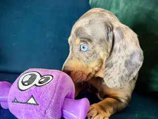 Miniature Dachshund dogs KC registered miniature Dachshund puppies - Advert 3