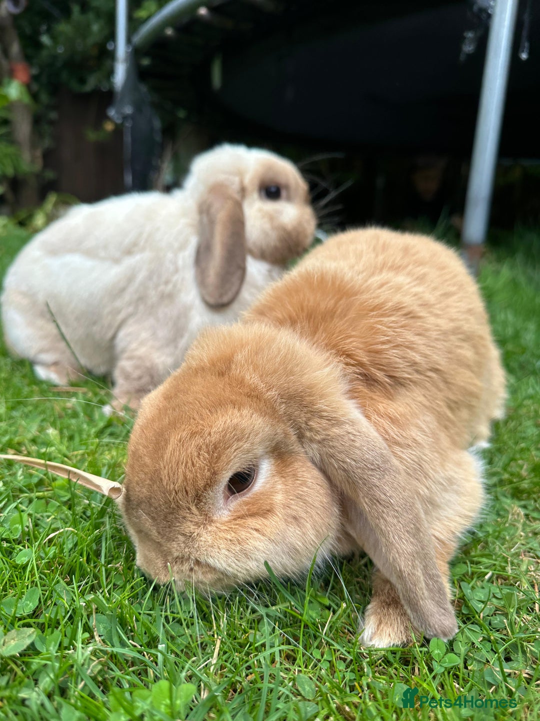 Mini Lop rabbits for sale: Pair of Bunnies - Image 4