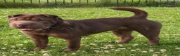 Shar Pei dogs for adoption: Keeva – Gentle, Playful Girl Looking for a Family - Advert 1