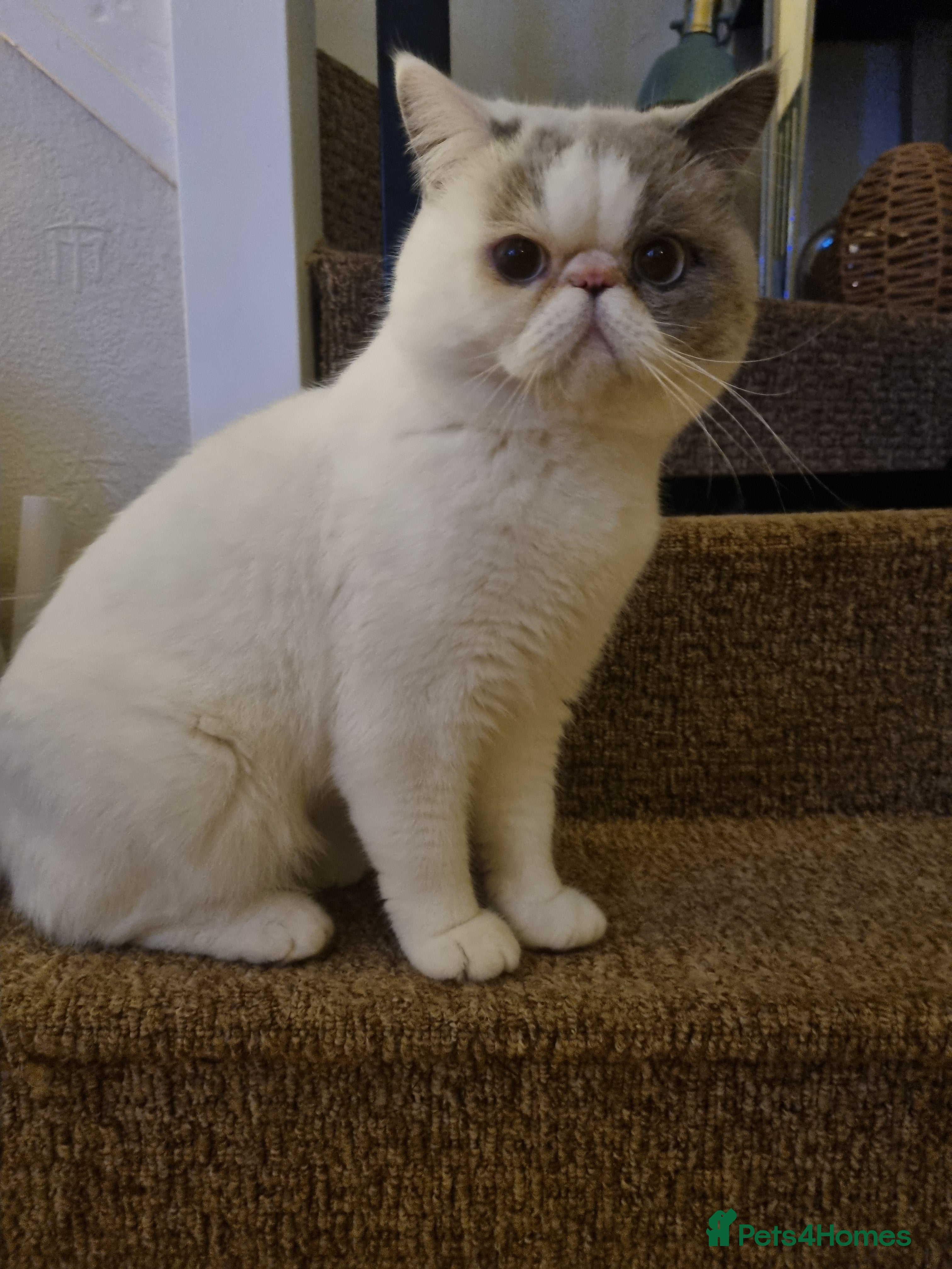 Exotic cats Exotic Shorthair Male for Sale  - Advert 1