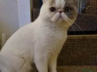 Exotic cats Exotic Shorthair Male for Sale - Advert 1