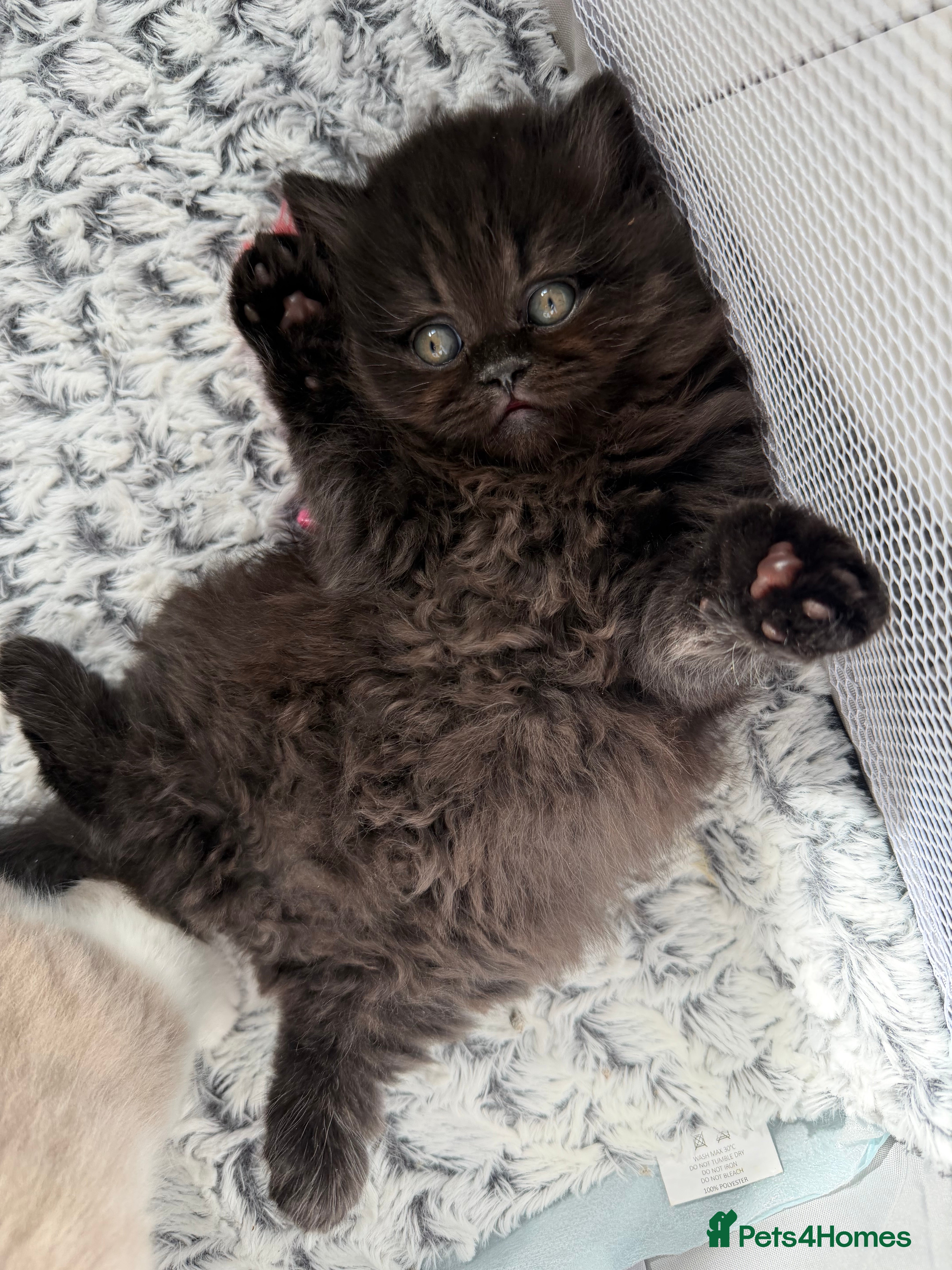 British Shorthair cats Beautiful British Shorthair Kittens - Advert 2