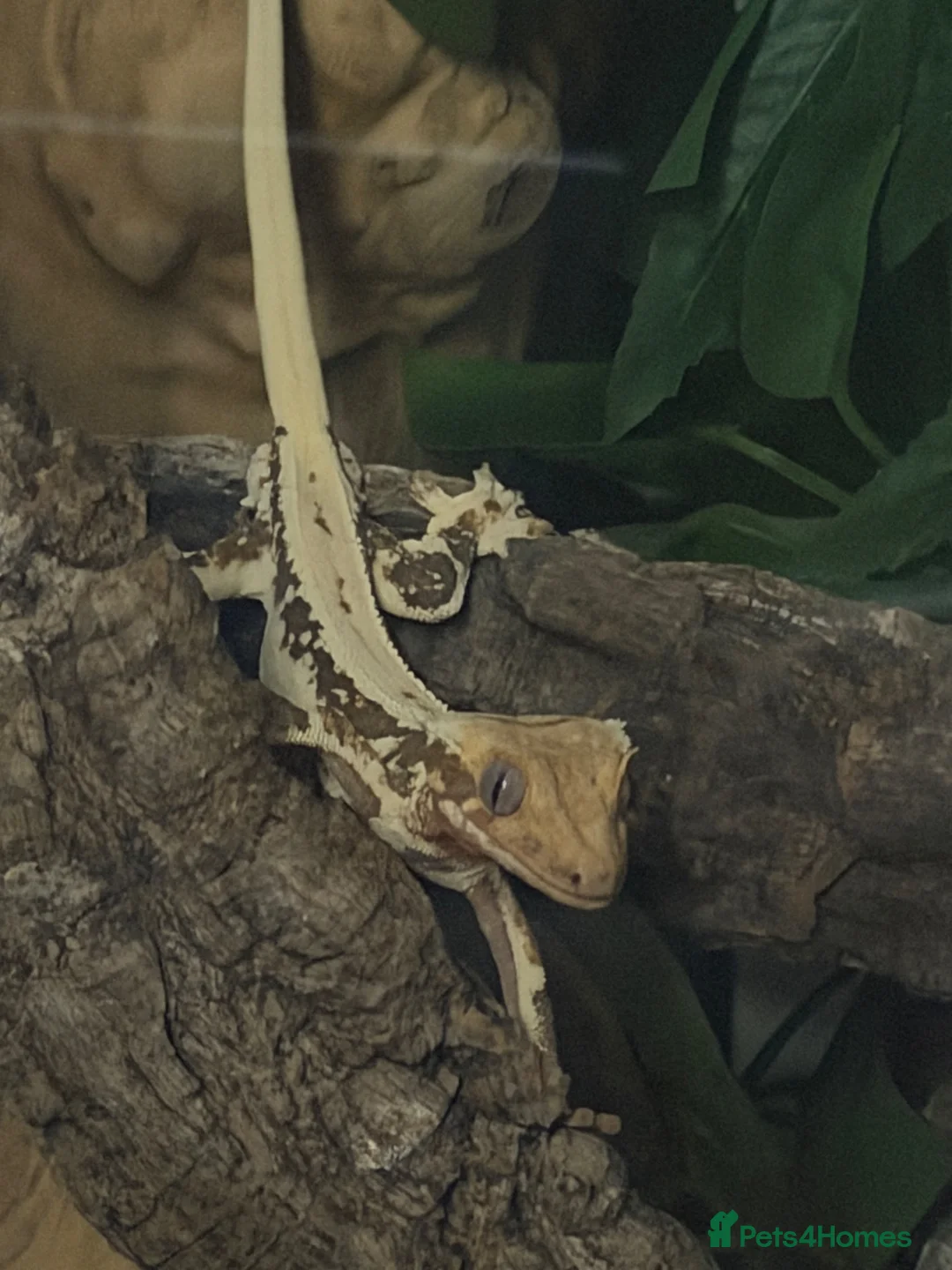 Gecko reptiles for sale: Male Lily White Crested Gecko - Advert 4
