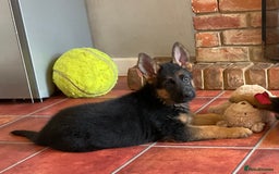 German Shepherd dogs for sale: 25 years experience  breeding German Shepherds - Image 26