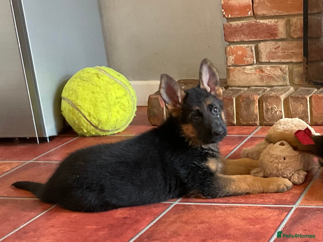 German Shepherd dogs for sale: 25 years experience  breeding German Shepherds - Image 26