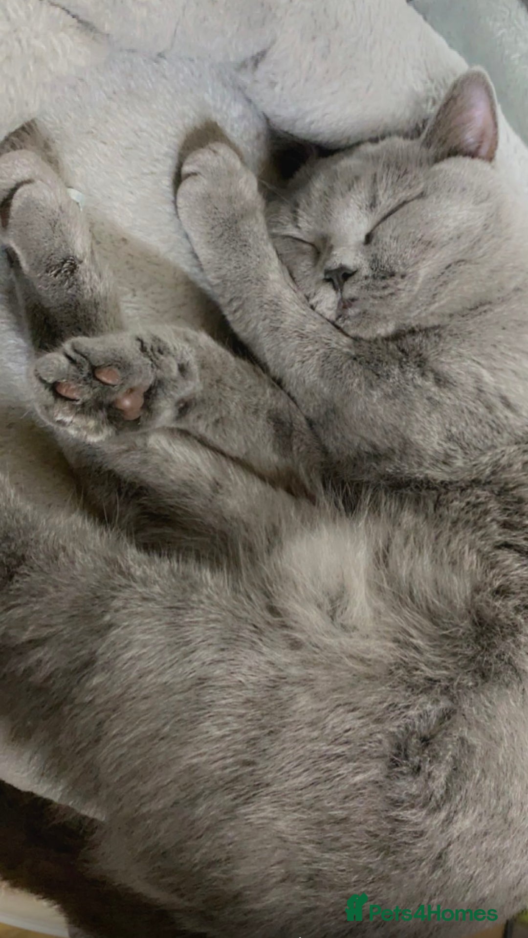 British Shorthair cats for sale: British shorthair cat Female  - Advert 2