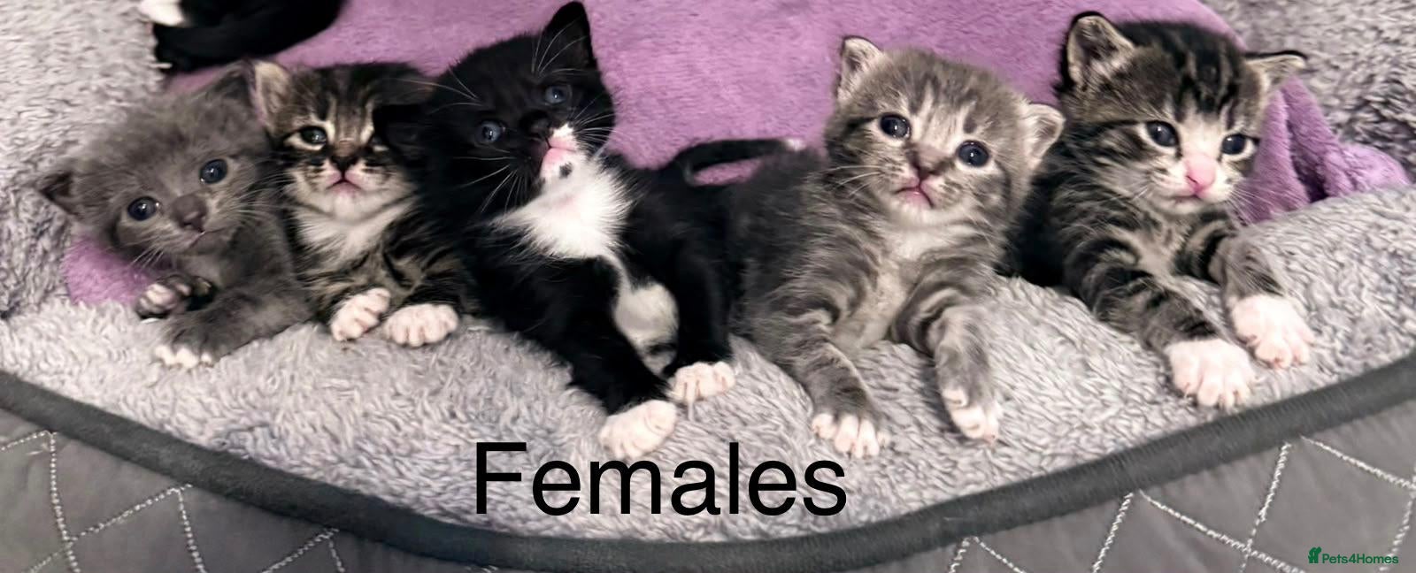 Mixed Breed cats Lovely Mixed-Breed Kittens Seeking Loving Homes - Advert 5