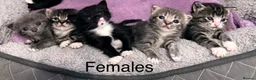 Mixed Breed cats for sale: Lovely Mixed-Breed Kittens Seeking Loving Homes - Advert 1