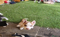 Siberian Husky dogs for sale: Siberian husky puppies (ready forever loving home) - Image 16