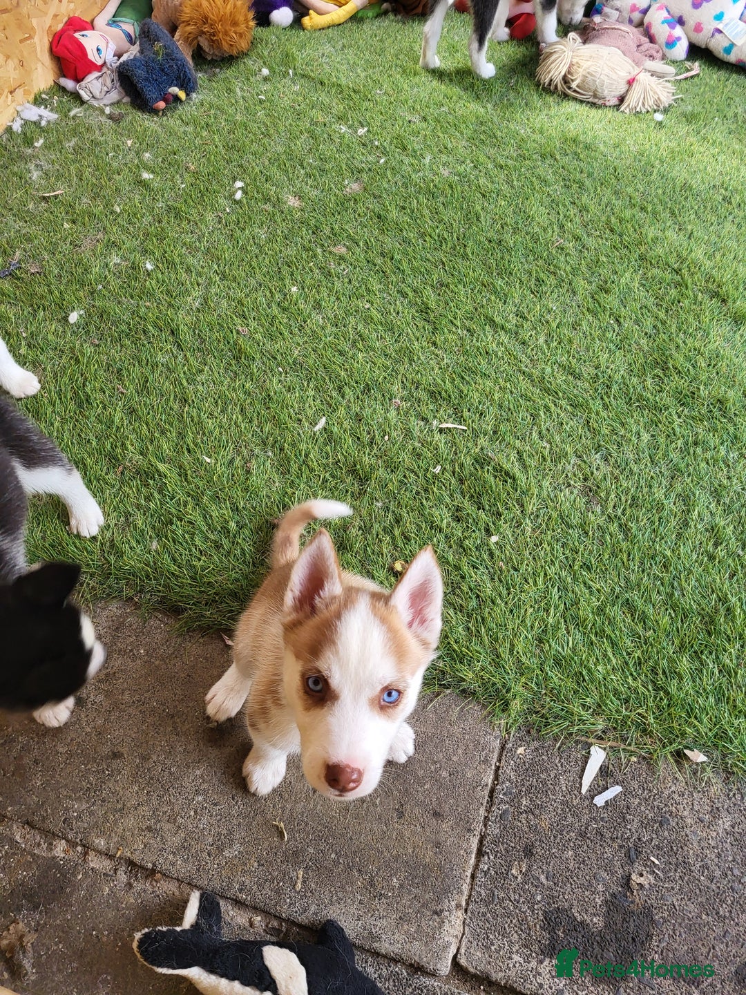 Siberian Husky dogs for sale: Siberian husky puppies (ready forever loving home) - Image 16
