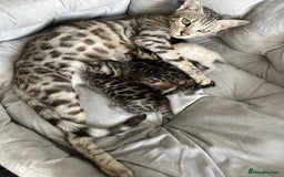 Bengal cats for sale: Bengal kittens - Image 4