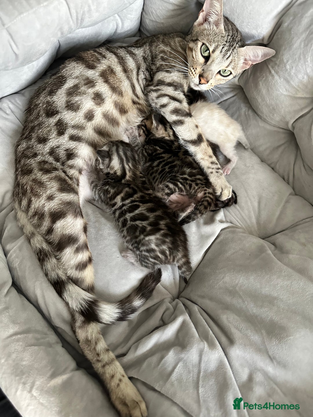 Bengal cats for sale: Bengal kittens - Image 4