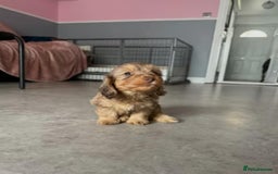 Mixed Breed dogs for sale: MAGNIFICENT LONG-HAIRED MINIATURE PUPPIES - Image 5