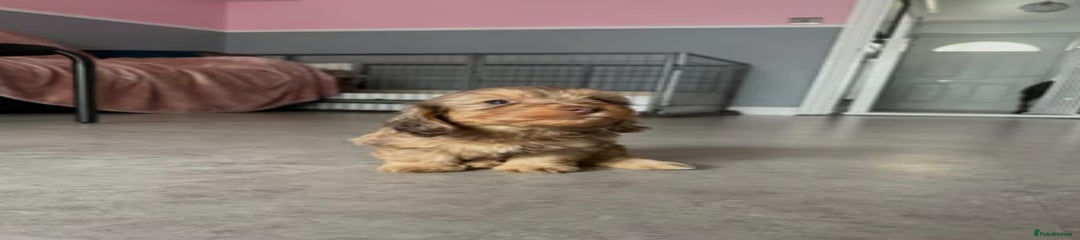 Mixed Breed Puppy 4
