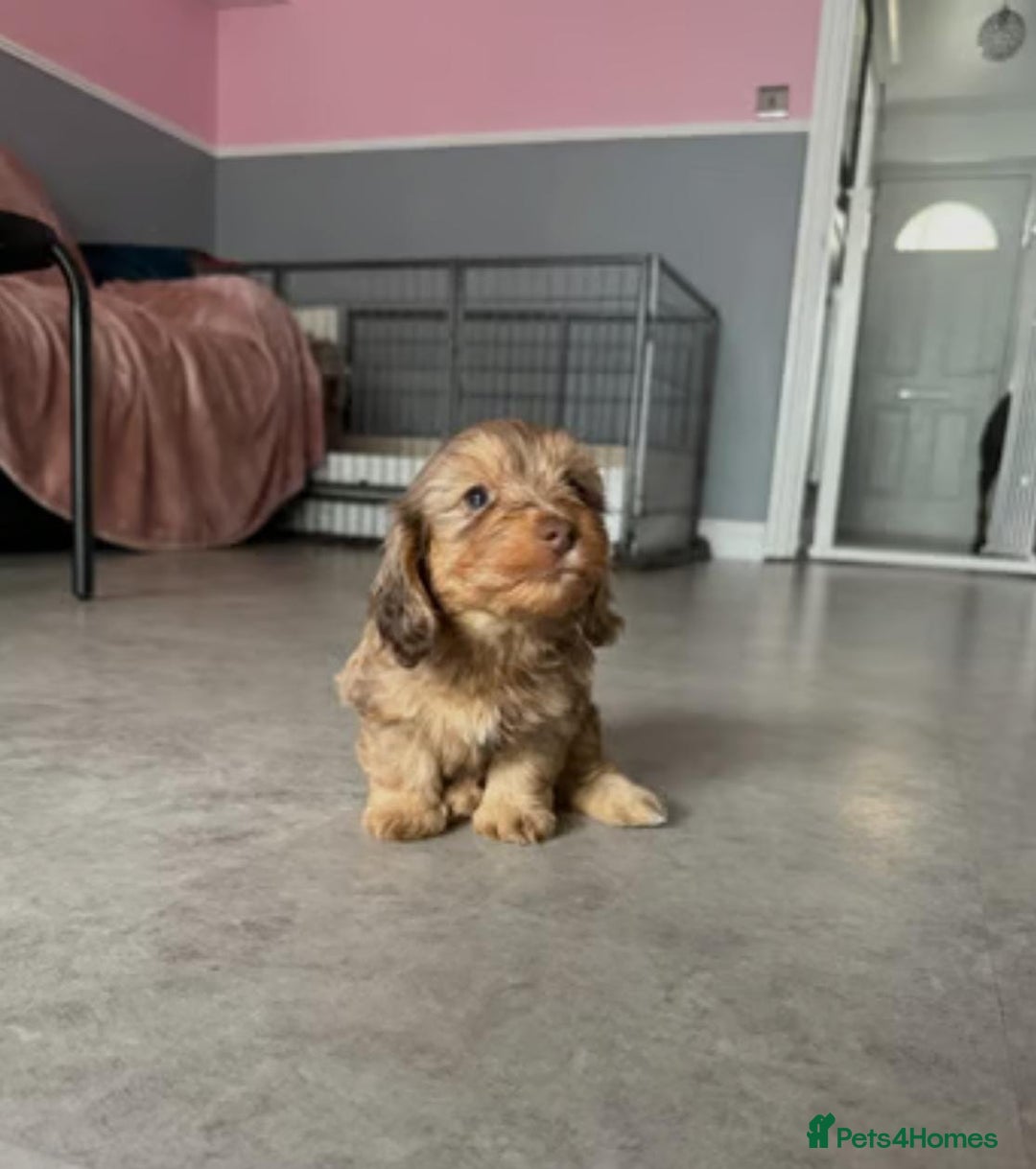 Mixed Breed dogs for sale: MAGNIFICENT LONG-HAIRED MINIATURE PUPPIES - Image 5