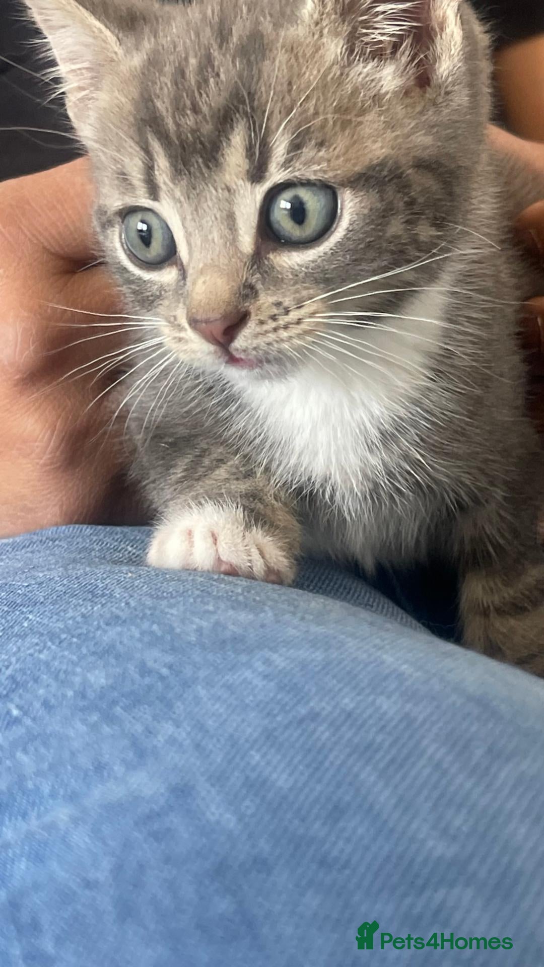 Mixed Breed cats 4 Adorable Kittens Ready for Forever Homes - Advert 13