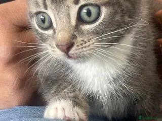 Mixed Breed cats 4 Adorable Kittens Ready for Forever Homes - Advert 13