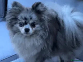 Pomeranian dogs Tiny Pomeranians - Advert 1