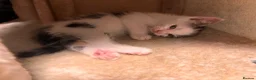 Mixed Breed cats for sale: Most loveable kittens  in Nottingham - Advert 10