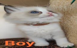 Ragdoll cats for sale: GCCF REGISTERED EUROPEAN LINE RAGDOLL KITTENS  - Image 18