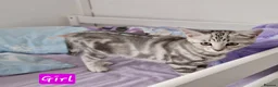 British Shorthair cats for sale: Lovely kittens - Advert 23