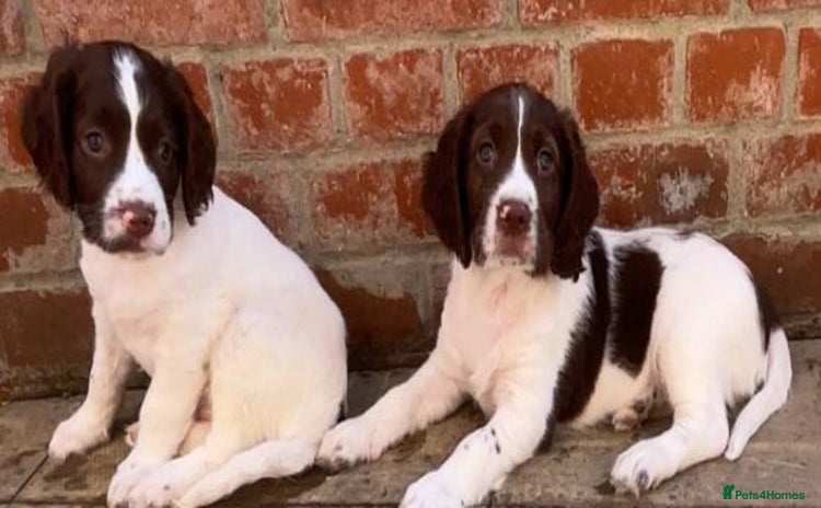 English Springer Spaniel dogs - Advert 1