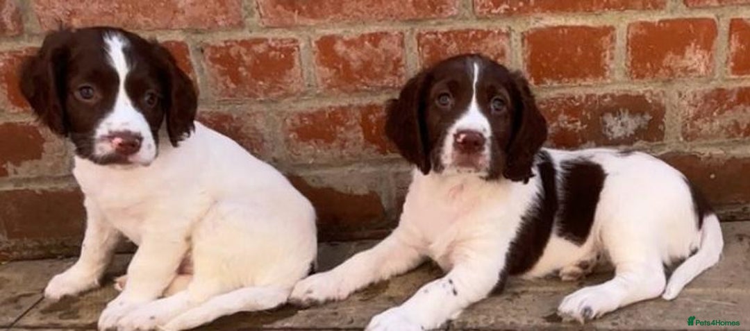 English Springer Spaniel dogs for sale: Beautiful English springer spaniel puppies - Image 1