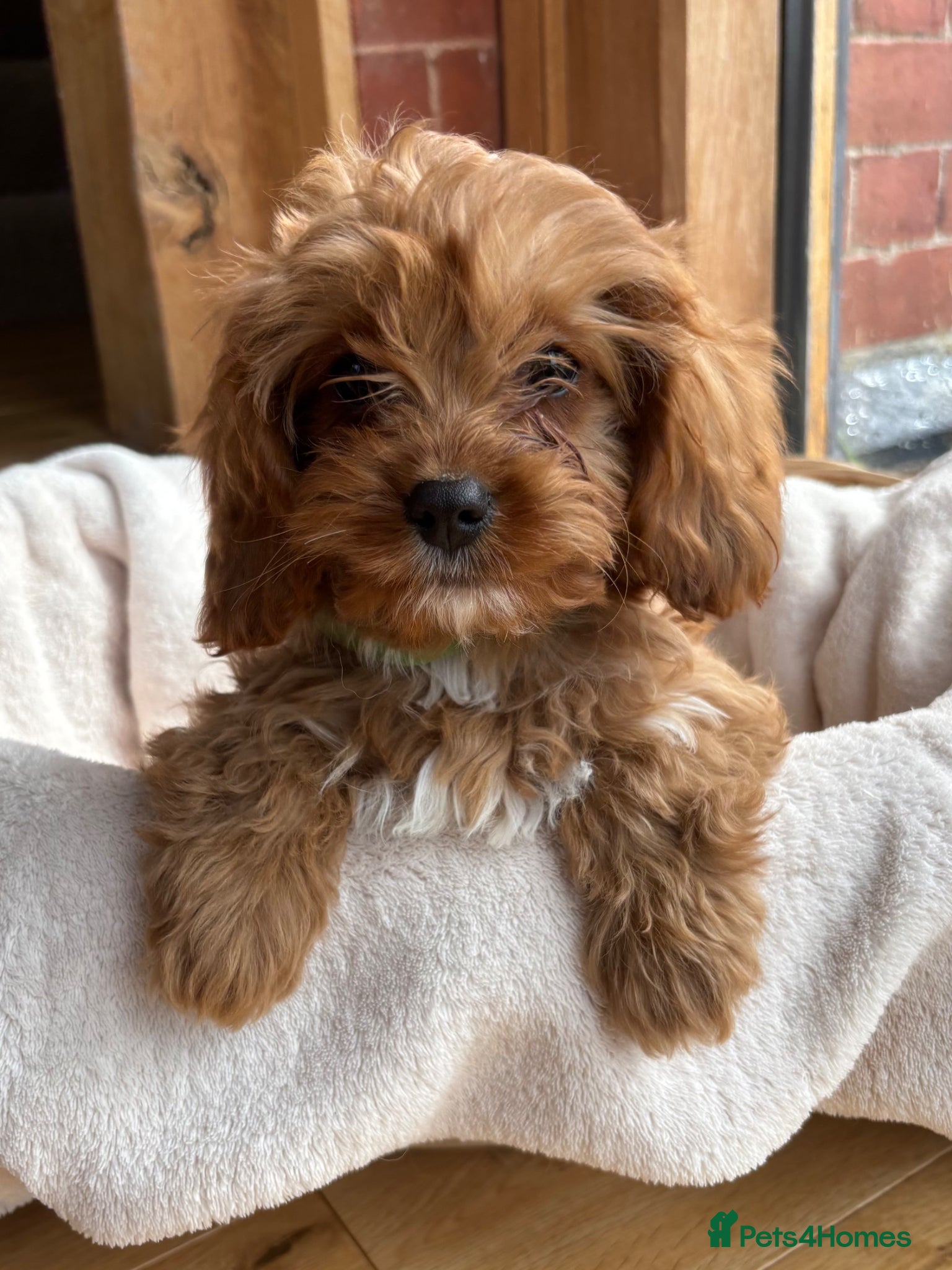 Cavapoo dogs 🌟 DNA Tested KC Parents Red F1 Cavapoo Puppies - Advert 5