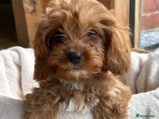 Cavapoo dogs 🌟 DNA Tested KC Parents Red F1 Cavapoo Puppies - Advert 5
