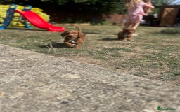 Cockapoo dogs for sale: 1 BOY LEFT! cockapoo F1b, PRA tested - Image 13