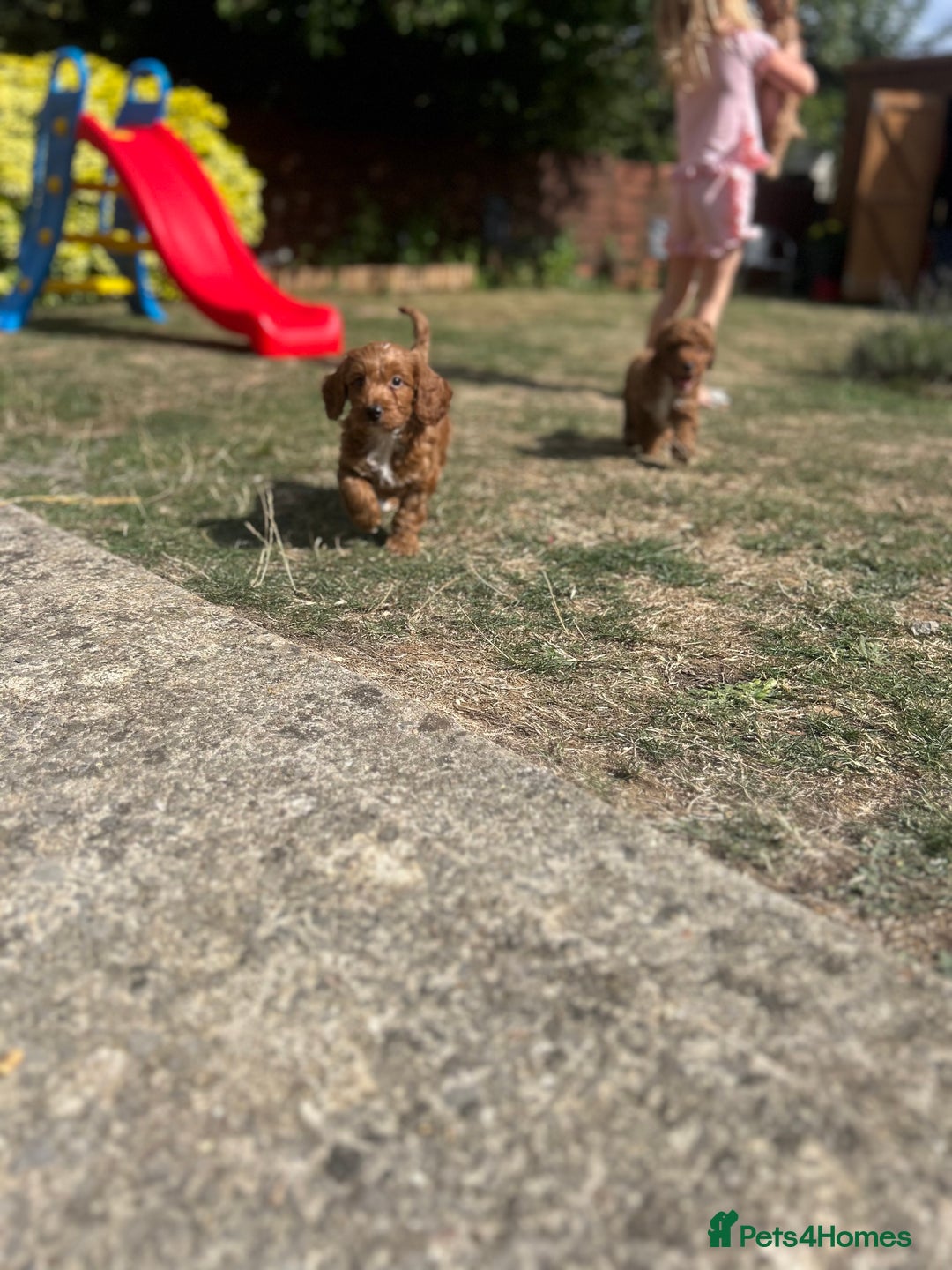 Cockapoo dogs for sale: 1 BOY LEFT! cockapoo F1b, PRA tested - Image 13